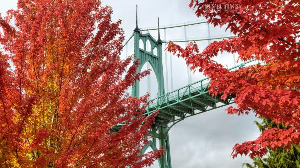 Bridge Trees Bright wallpaper