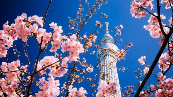 Building Tower Sakura wallpaper