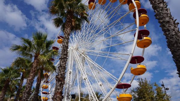 Ferris Wheel Amusement Palm Trees wallpaper