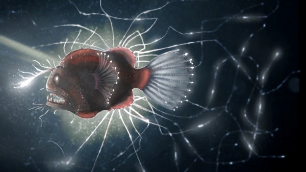 Fish Electric Glowing wallpaper