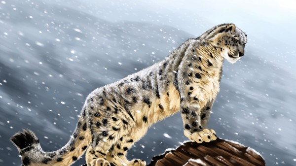 Snow Leopard Big Cat Predator wallpaper