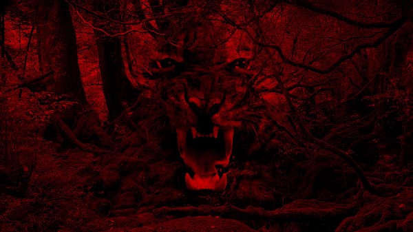 Tiger Jaws Fangs wallpaper