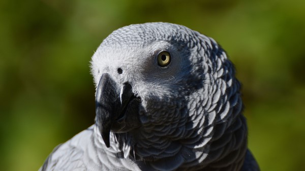 African Parrot Bird Beak wallpaper