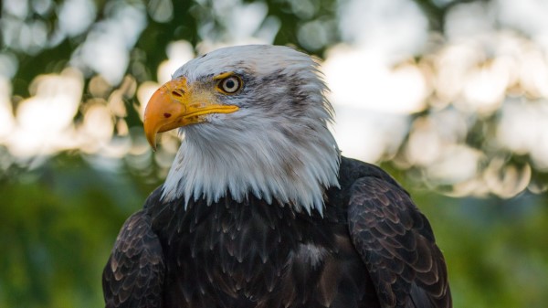 Bald Eagle Eagle Bird Predator Wallpaper