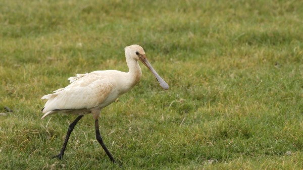 Bird Beak Grass wallpaper