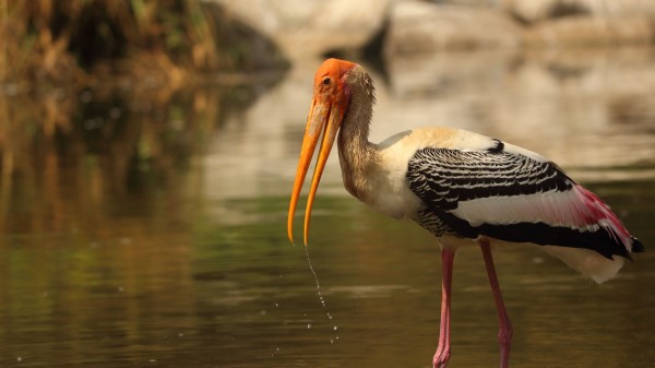 Bird Beak Wings Wallpaper