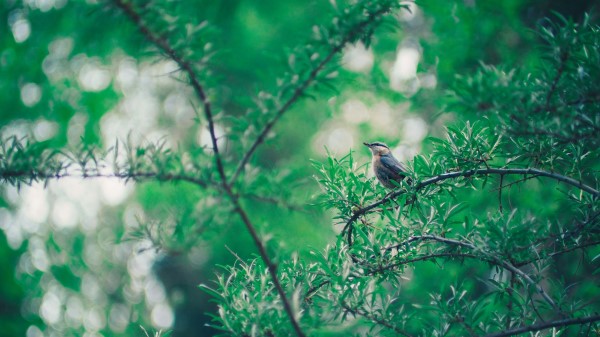 Bird Branch Leaves wallpaper