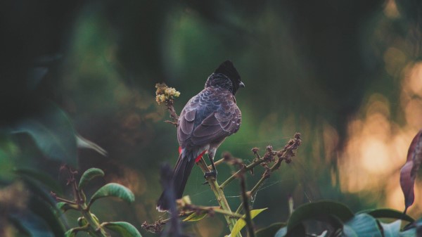 Bird Branches Feathers Wallpaper