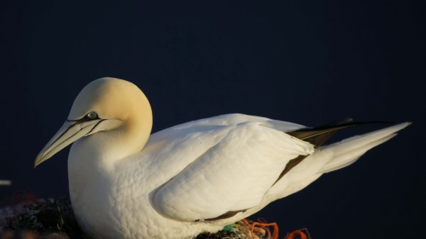 Bird Nest Seagul Wallpaper