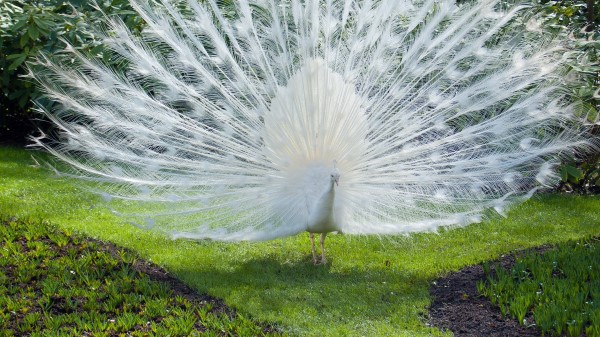 Bird Peacock White Wallpaper