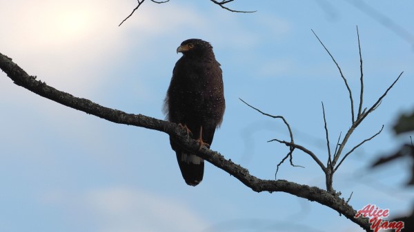 Bird Predator Branch wallpaper