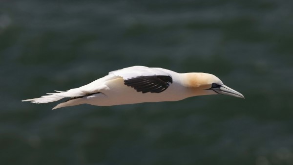 Bird Prey Boom Flight Wallpaper