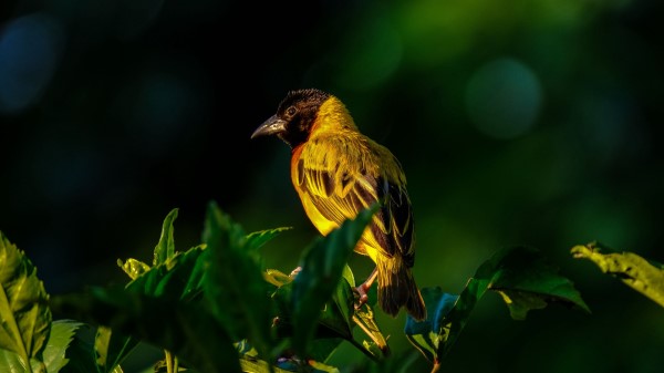 Bird Wildlife Leaves wallpaper