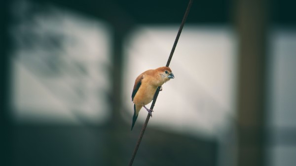 Bird Wire Blur wallpaper