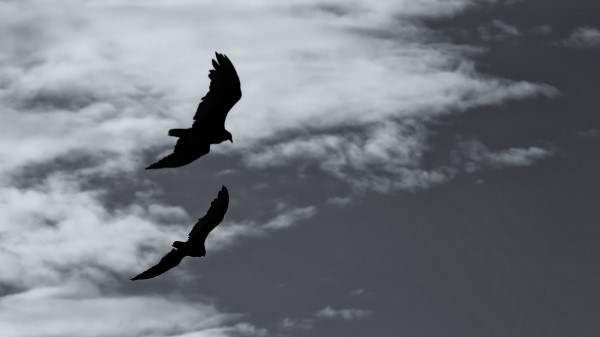 Birds Silhouette Flight Sky Bw wallpaper