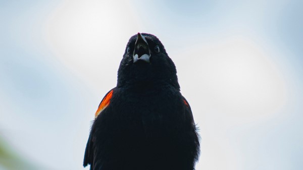 Blackbird Bird Black wallpaper