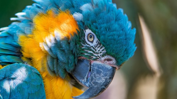 Blue And Yellow Macaw 5k Hd wallpaper