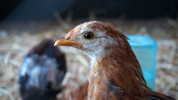 Chicken Bird Beak Feathers Wallpaper