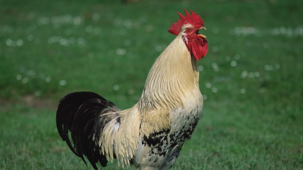 Cock Scream Son wallpaper