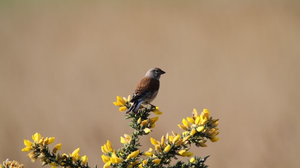 Common Linnet Bird Flowers wallpaper