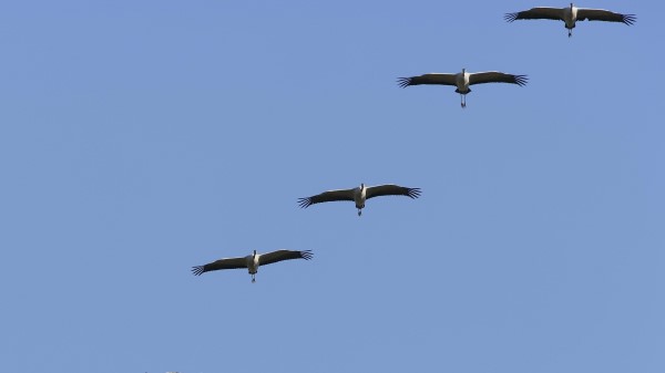 Crane Flock Sky wallpaper