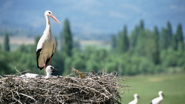 Cranes Chick Nest Wallpaper
