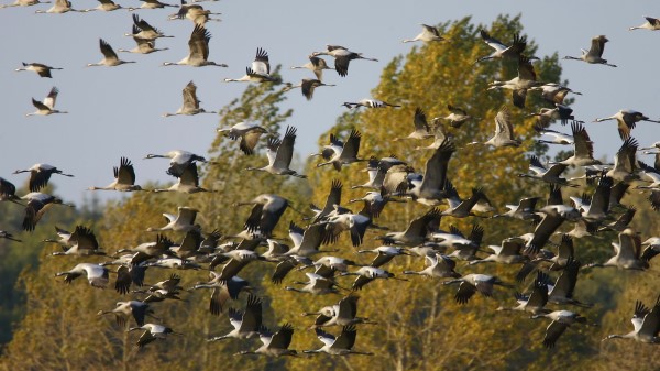 Cranes Timber Pack Fal wallpaper