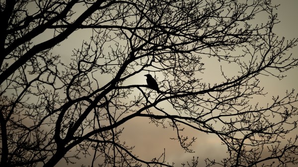 Crow Bird Branches wallpaper