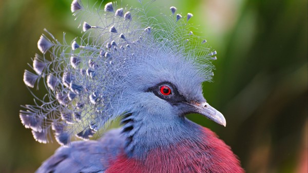 Crowned Pigeon Feathers Beautiful Head wallpaper
