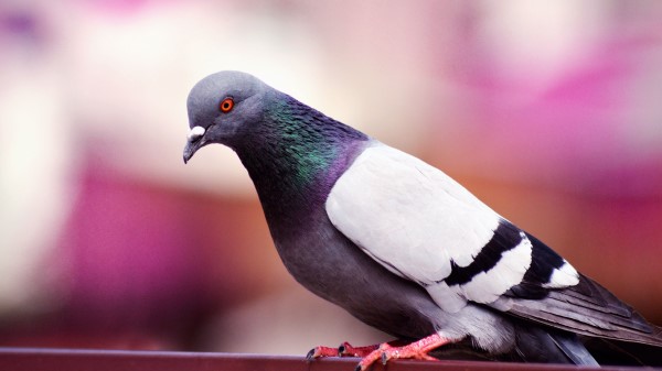 Dove Bird Color wallpaper
