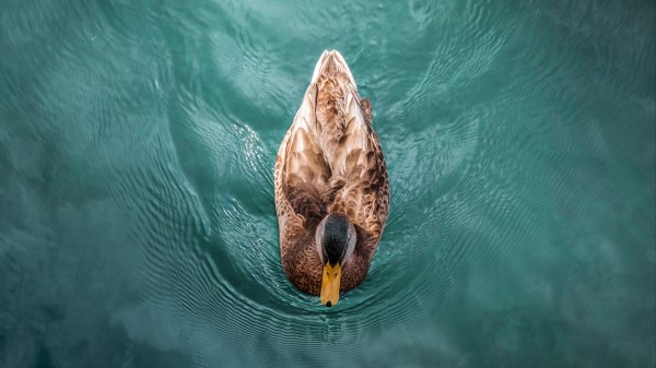 Duck Bird Water Wallpaper