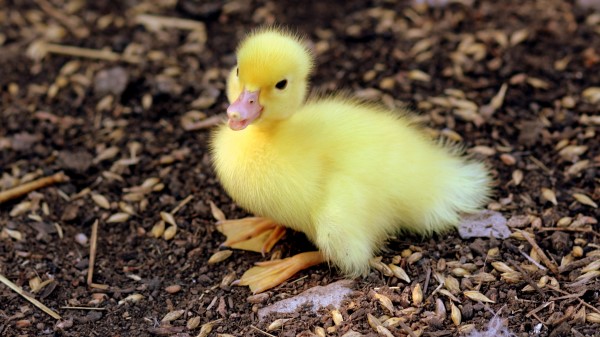 Duckling Chick Baby Wallpaper
