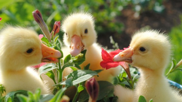 Ducks Flowers Food Bird wallpaper