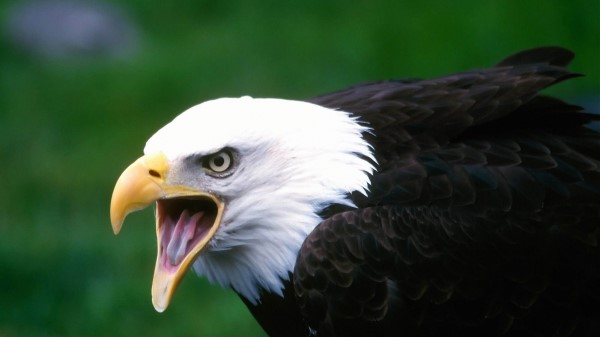 Eagle Bird Cry Beak wallpaper
