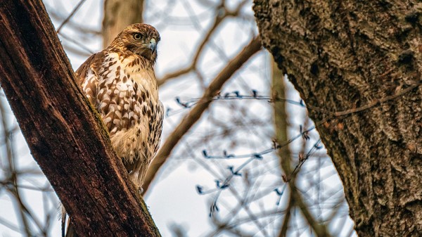Falcon Bird Beak wallpaper