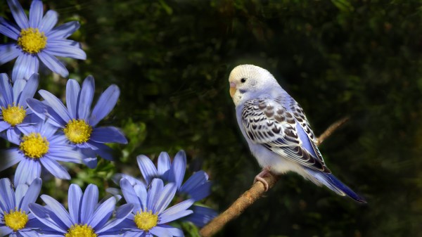 Flowers Parrot Wavy wallpaper