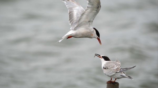 Gull Mining Poultr wallpaper