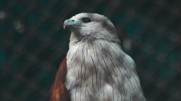 Hawk Bird White Wallpaper