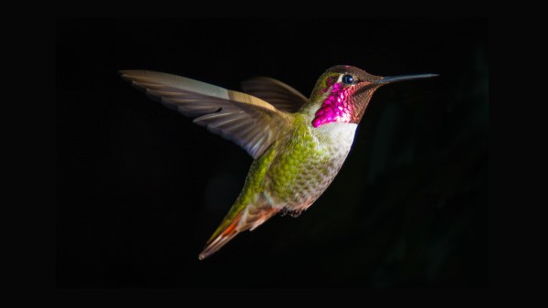 Hummingbird wallpaper