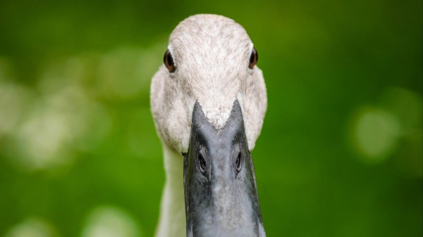Indian Runner Duck Duck Beak wallpaper