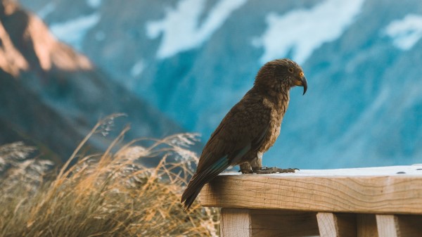 Kea Parrot Bird wallpaper