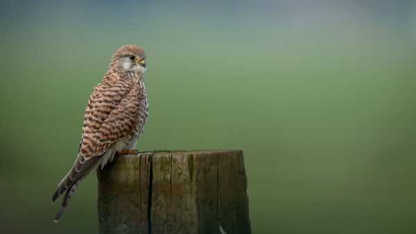 Kestrel Bird Predator wallpaper