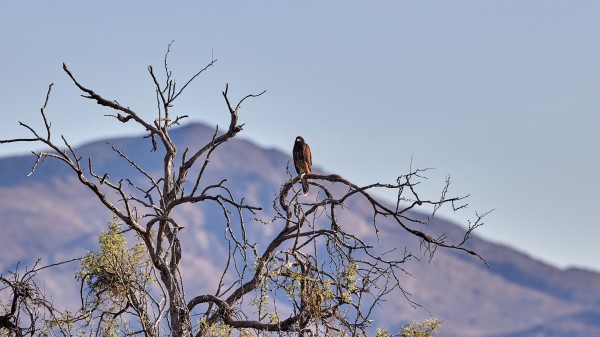 Kite Bird Predator wallpaper