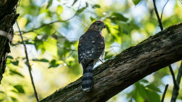 Kite Predator Bird wallpaper