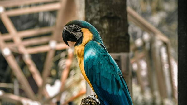 Macaw Parrot Birds wallpaper
