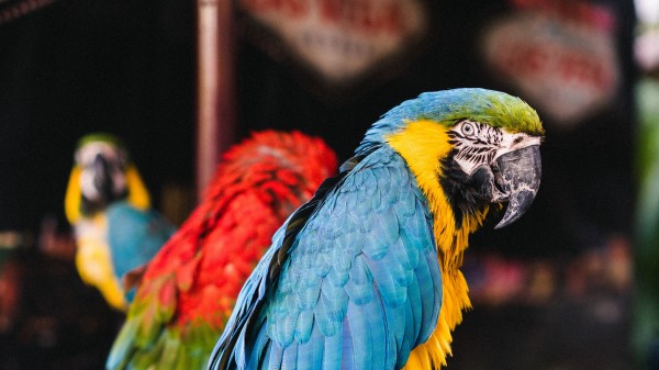 Macaw Parrots Birds wallpaper