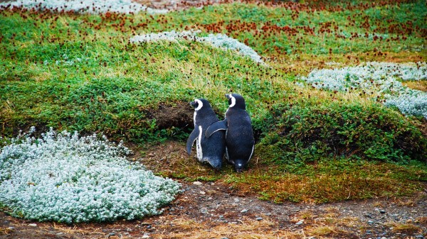 Magellanic Penguin Penguins Couple Grass wallpaper