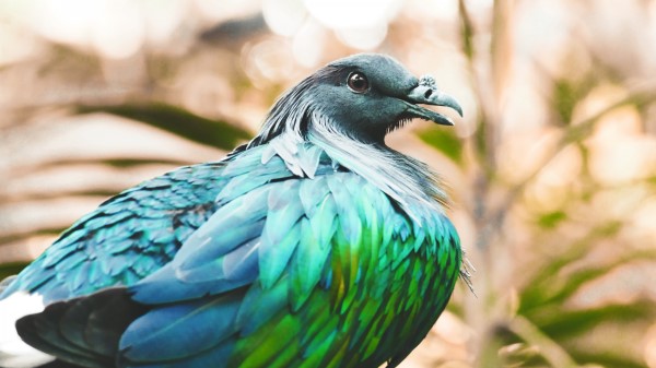 Nicobar Pigeon Bird Feathers Color wallpaper