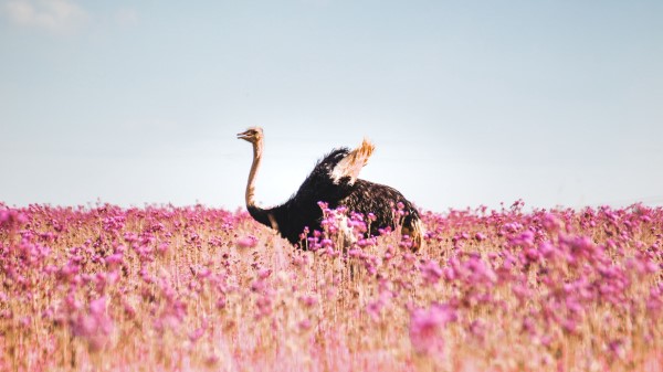 Ostrich Flowers Bird wallpaper
