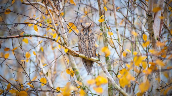 Owl Bird Branches wallpaper